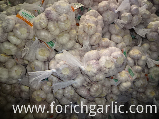 Normal Garlic Crop 2019